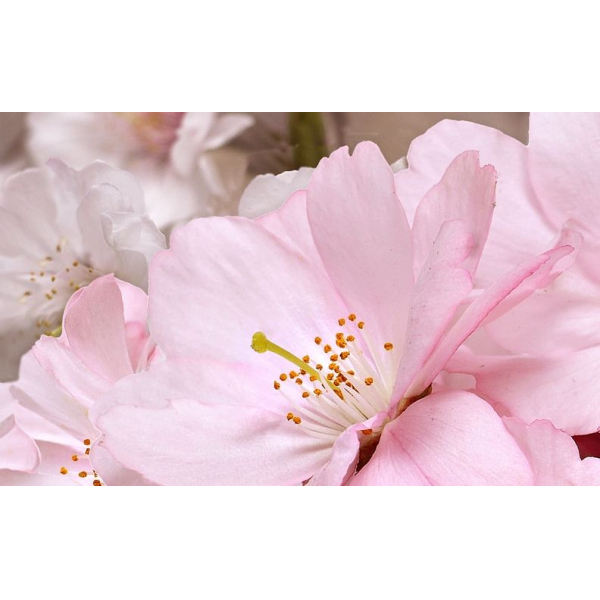 Керамическая плитка Букет 25х40 BELLEZA